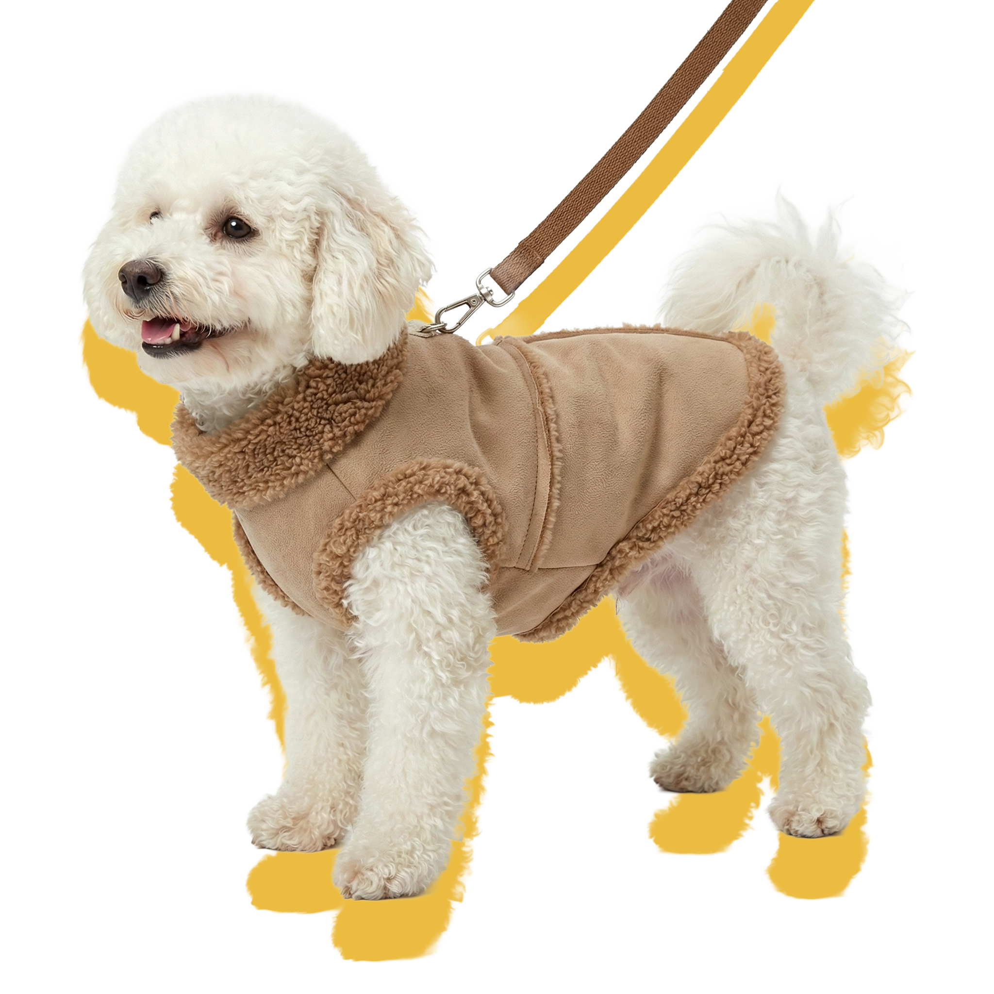 A white teddy dog wearing the beige suede dog coat with a leash.